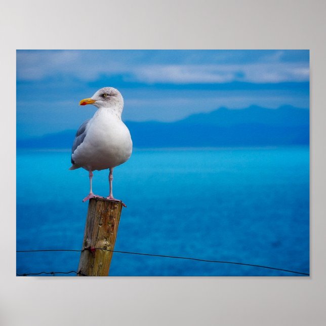 Foto von Seagull-Vogel stehend Poster (Vorne)