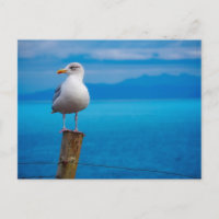 Foto von Seagull-Vogel stehend