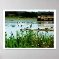 Foto von Seeszene mit Cattails Ducks Dock