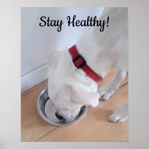 Foto von süßem Hund, der Wasser trinkt Motivations Poster