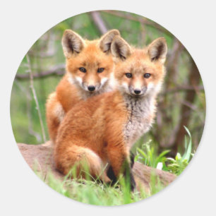 Foto von zauberhaften Rotfuchskästen, die zusammen Runder Aufkleber