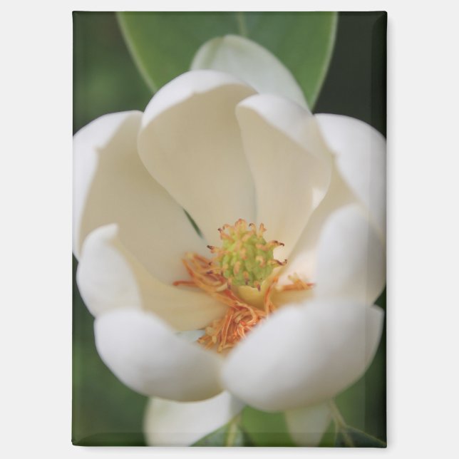 Foto Weiße Magnolien Blume Blüte - Magnet (Vorderseite)