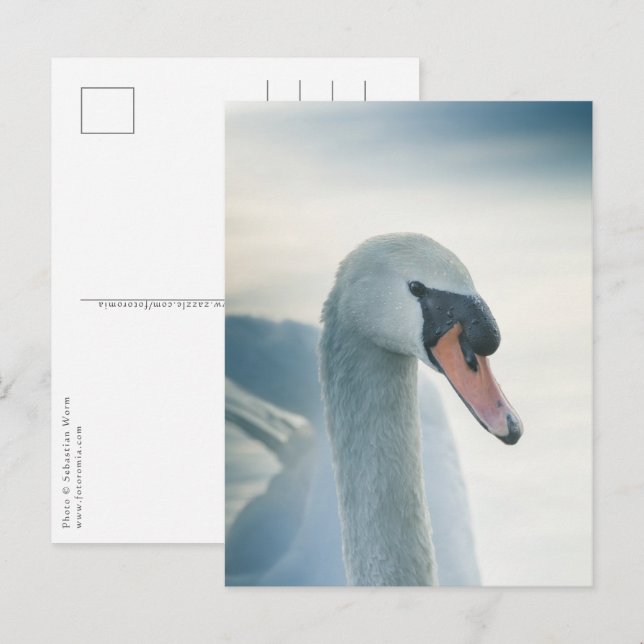 Foto Weiße Schwäne Postkarte (Vorne/Hinten)