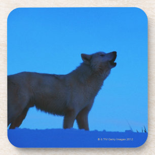 Foto, weißer Wolf, der nachts, Farbe, hoch heult Untersetzer