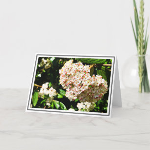 Foto Weißes Viburnum Rosa Buds und Grüne Folien Karte