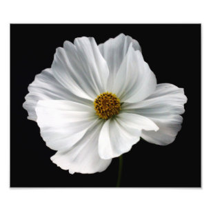 Foto "White Cosmos"