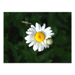 Foto "White Daisy Blume"