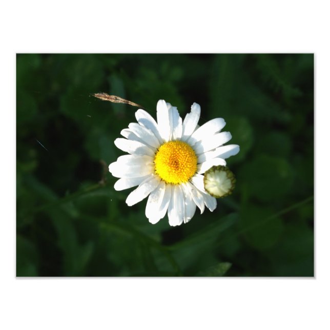 Foto "White Daisy Blume" (Vorne)