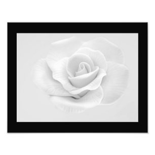 Foto "White Rose"