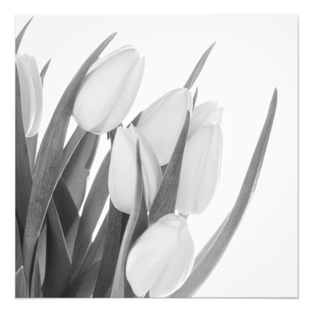 Foto "White Tulips" (Vorne)