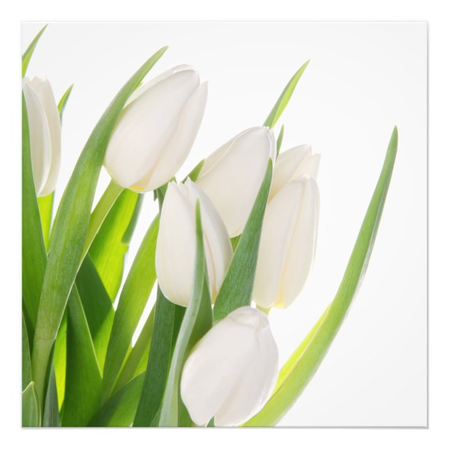 Foto "White Tulips" (Vorne)