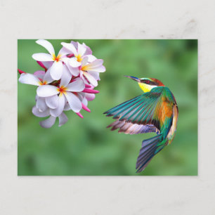 Foto Wildlife Colorful Biene Eater Postkarte