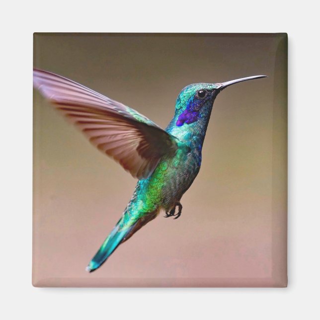 Foto Wildlife Green Hummingbird Magnet (Vorne)