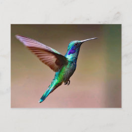 Foto Wildlife Green Hummingbird Postkarte