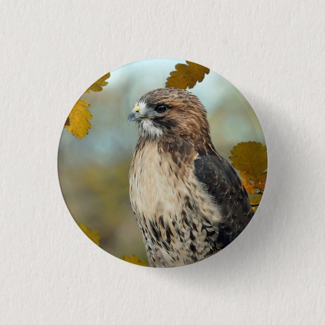 Foto Wildlife Red Tail Hawk Herbst Button (Vorderseite)