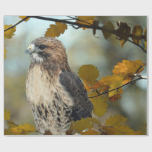Foto Wildlife Red Tail Hawk Herbst
