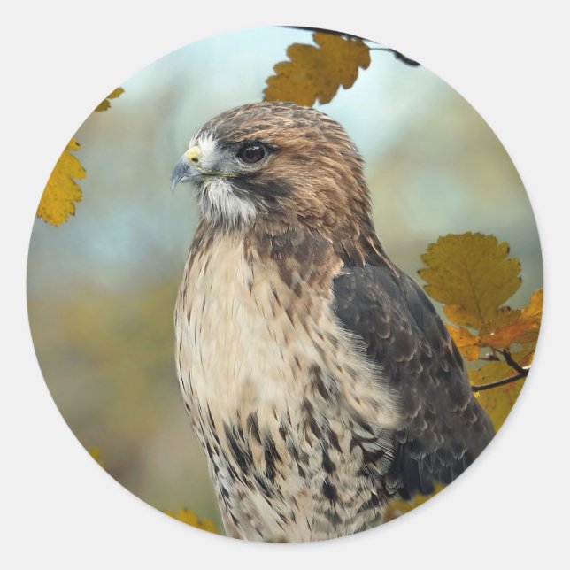 Foto Wildlife Red Tail Hawk Herbst Runder Aufkleber (Vorderseite)