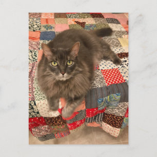 Foto "Willow Cat Sitting" Postkarte