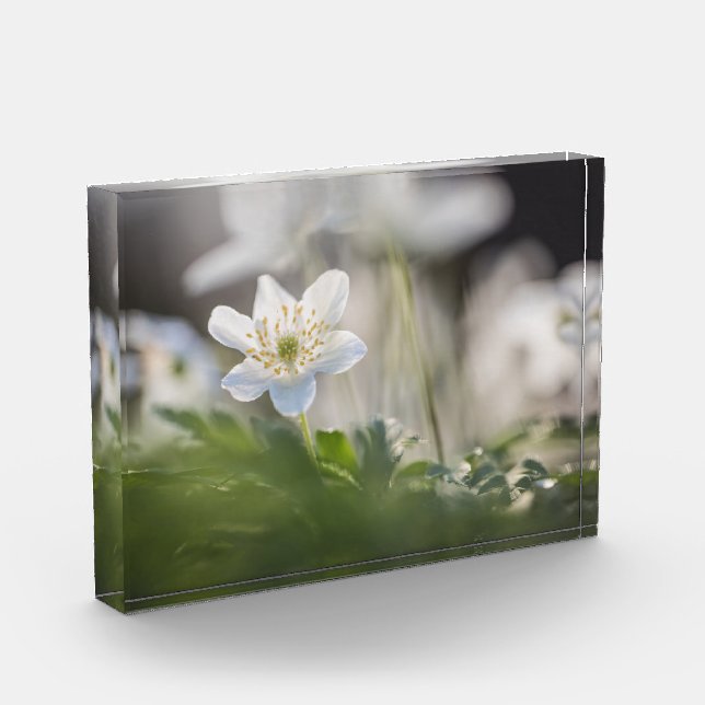 Foto Windblume (Links)