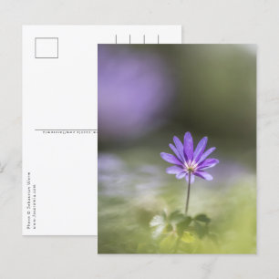 Foto Windblume Postkarte