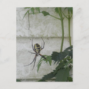 Foto zum Schreiben von Spider Black Yellow Garden  Postkarte
