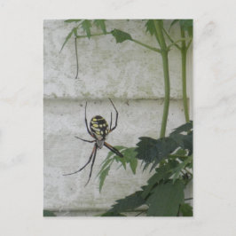 Foto zum Schreiben von Spider Black Yellow Garden  Postkarte