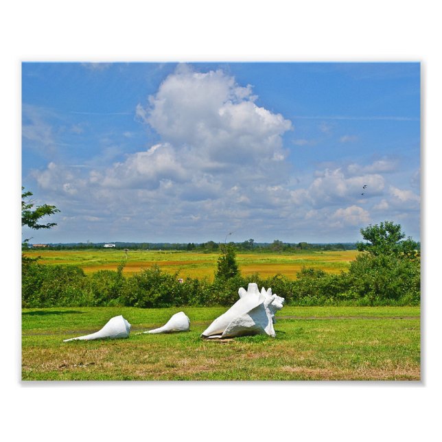 Foto zur Muschel (Vorne)