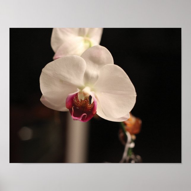 Foto zur orchid-orchid-Blume Poster (Vorne)
