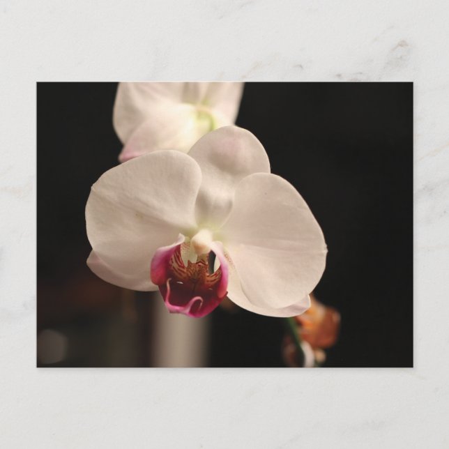 Foto zur orchid-orchid-Blume Postkarte (Vorderseite)