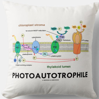 Fotoautotrophile Fotosynthese Kissen