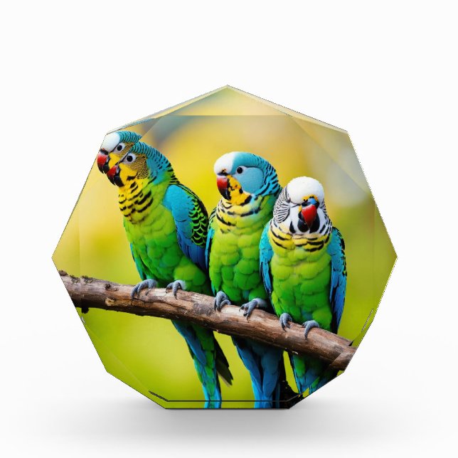 Fotoblöcke (Vorderseite)