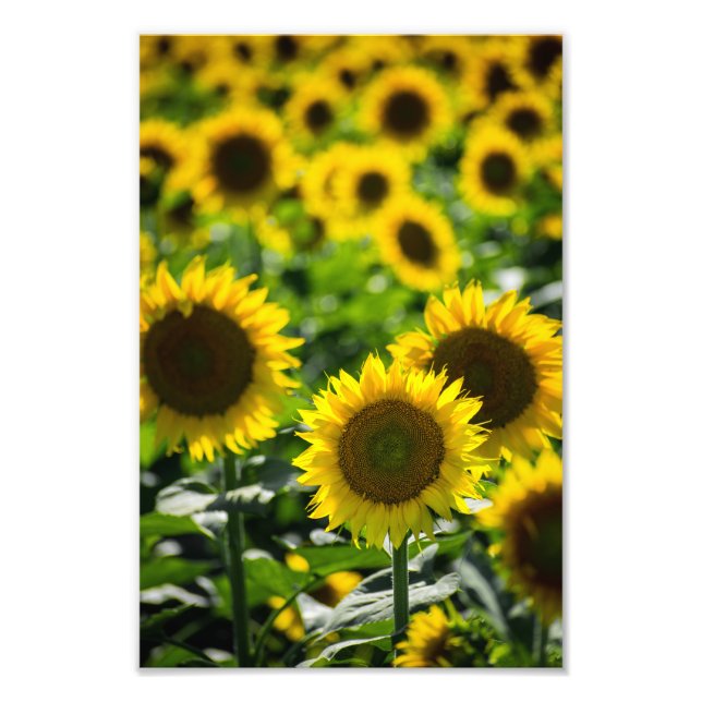 Fotodruck - Das Sonnenblumenfeld (Vorne)