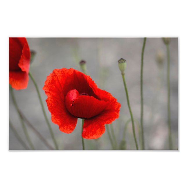 Fotodruck Die Rote Mohnblume (Vorne)