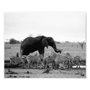 Fotodruck Elefant & Zebras