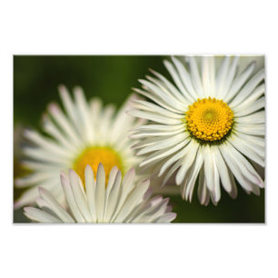 Fotodruck Gänseblümchen Blumen Florale Naturfotogr