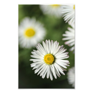 Fotodruck Gänseblümchen Florale Naturfotografie