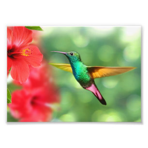 Fotodruck - Kolibri