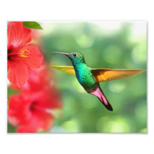 Fotodruck - Kolibrifoto Druck
