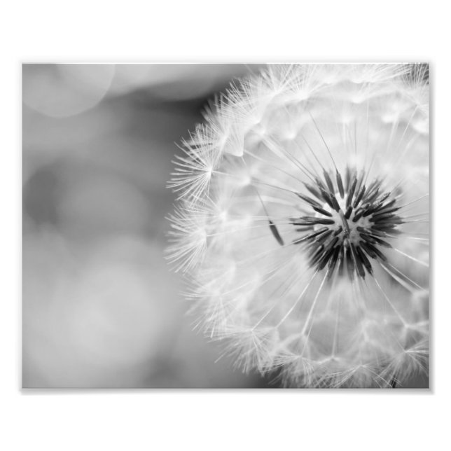 Fotodruck Löwenzahn (Vorne)