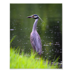 Fotodruck-Reiher-Vogel Fotodruck