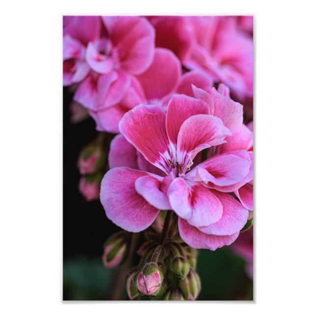 Fotodruck rosa Geranienblüten (Vorne)