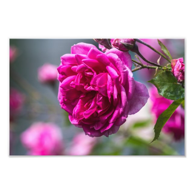 Fotodruck rosa Rose Fotografie (Vorne)