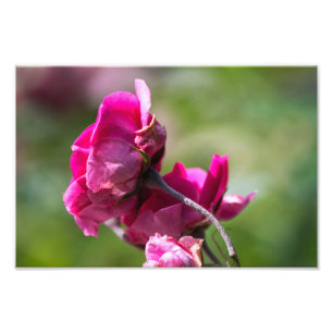 Fotodruck Rose - Magenta Anmut