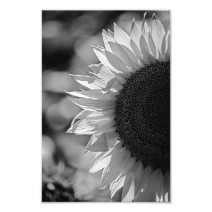Fotodruck Sonnenblume Auf Dem Feld SW Fotografie