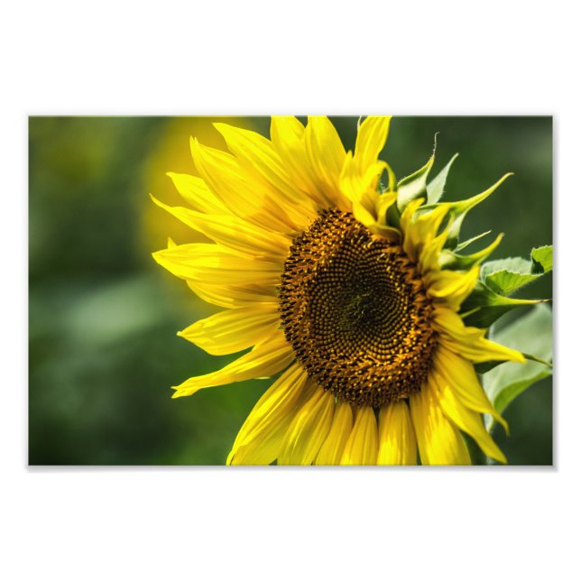 Fotodruck - Sonnenblume in der Sonne (Vorne)
