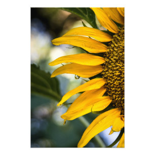Fotodruck Sonnenblume Regen Mit Tropfen Fotografie