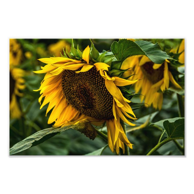 Fotodruck Sonnenblumen Eleganz (Vorne)