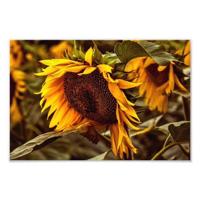 Fotodruck Sonnenblumen Eleganz (Vorne)