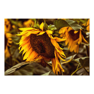 Fotodruck Sonnenblumen Eleganz