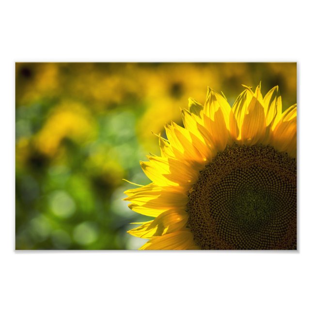 Fotodruck Sonnenblumen Eleganz (Vorne)